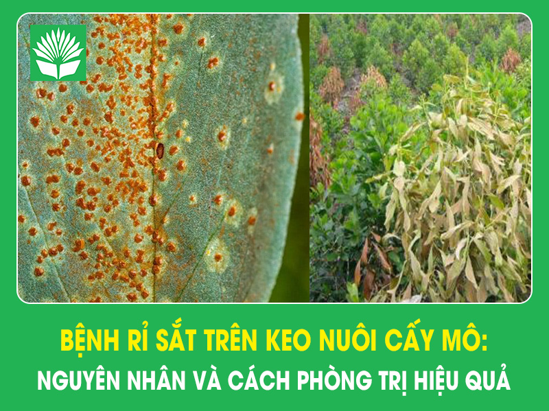 Bệnh rỉ sắt trên keo nuôi cấy mô: Nguyên nhân và cách phòng trị hiệu quả