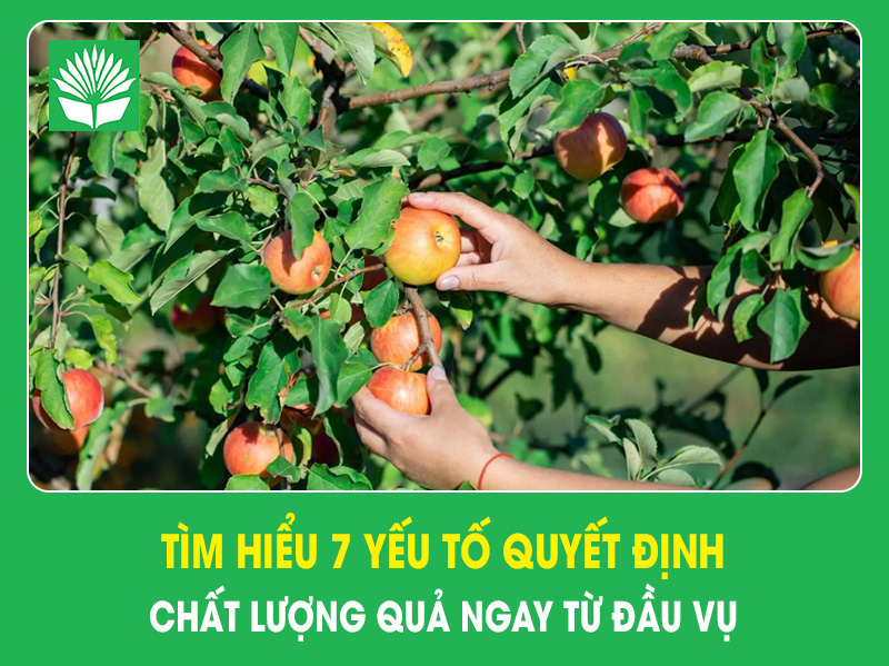 Tìm hiểu 7 yếu tố quyết định chất lượng quả ngay từ đầu vụ