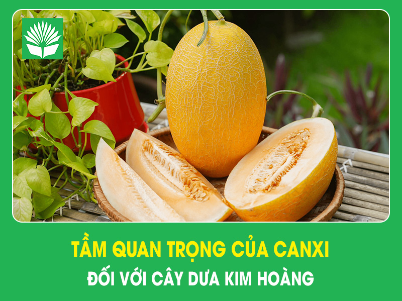 Tầm quan trọng của canxi đối với cây dưa kim hoàng