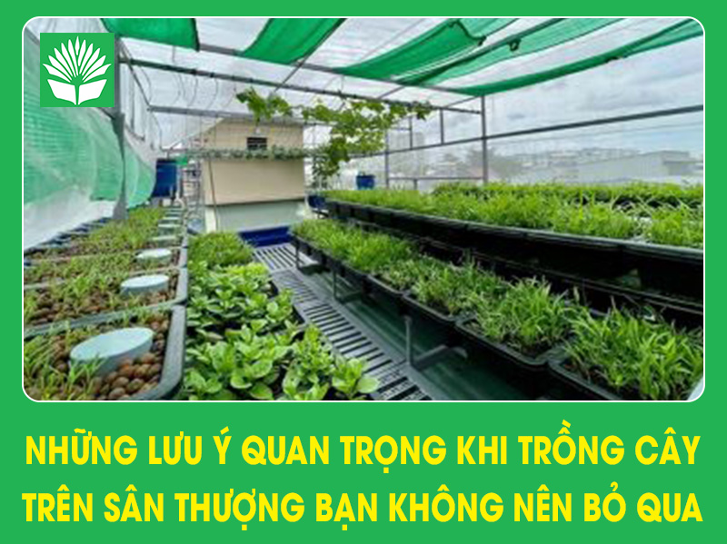 Những lưu ý quan trọng khi trồng rau trên sân thượng bạn không nên bỏ qua