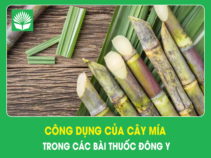 Công dụng của cây mía trong các bài thuốc Đông y