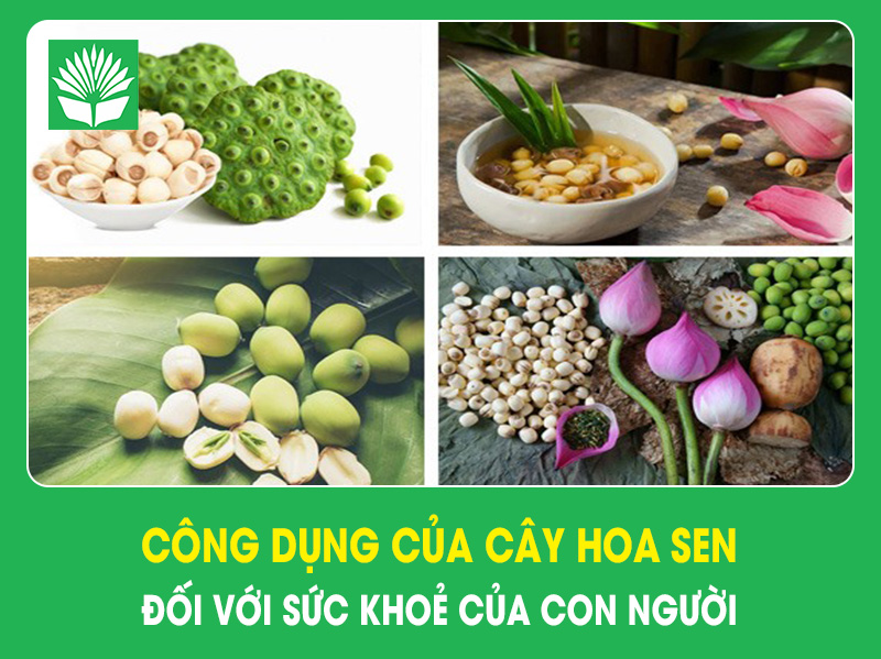 Công dụng của cây hoa sen đối với sức khoẻ của con người