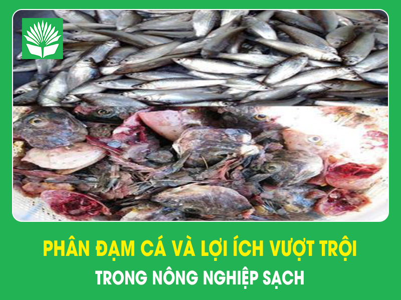 Phân đạm cá và lợi ích vượt trội trong nông nghiệp sạch