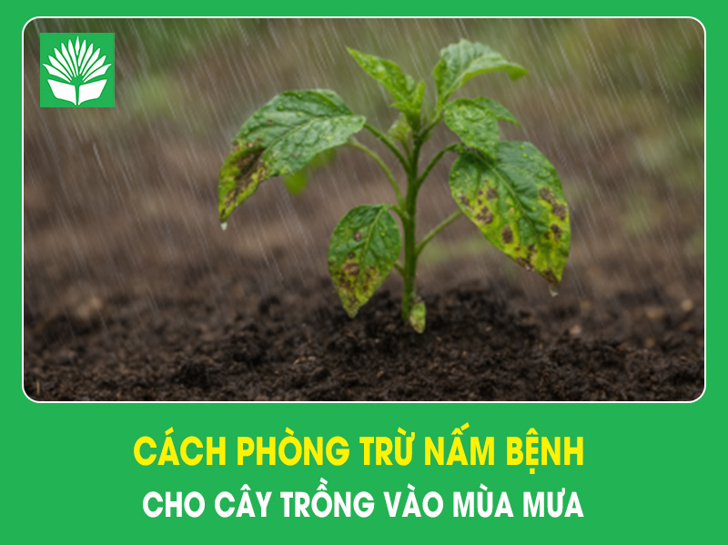 Cách phòng trừ nấm bệnh cho cây trồng vào mùa mưa