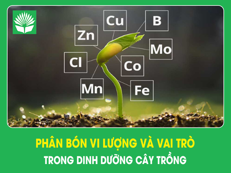 Phân bón vi lượng và vai trò trong dinh dưỡng cây trồng