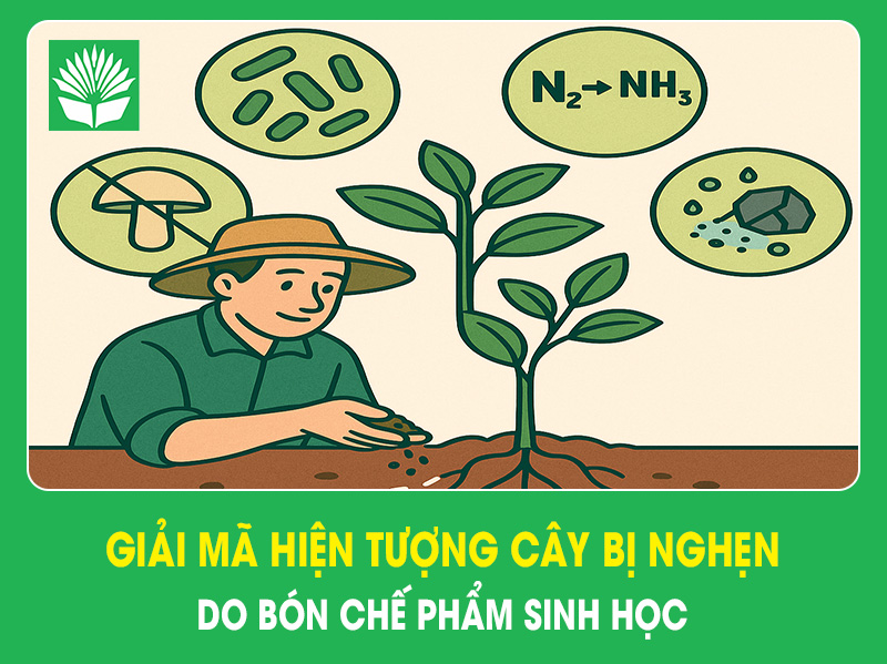 Giải mã hiện tượng cây bị nghẹn khi bón chế phẩm sinh học