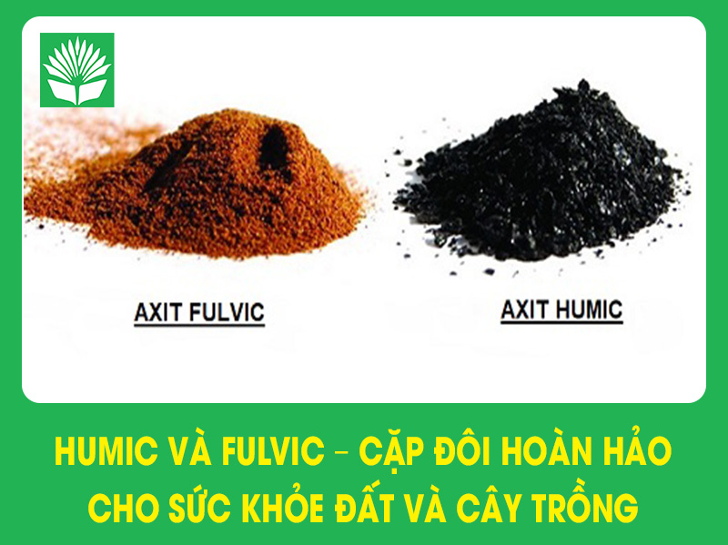Humic và Fulvic – Cặp đôi hoàn hảo cho sức khỏe đất và cây trồng