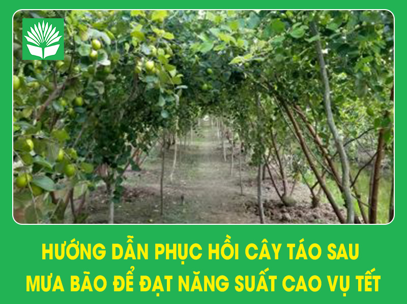 Hướng dẫn chăm sóc và phục hồi cây táo sau mưa bão để đạt năng suất cao vụ Tết