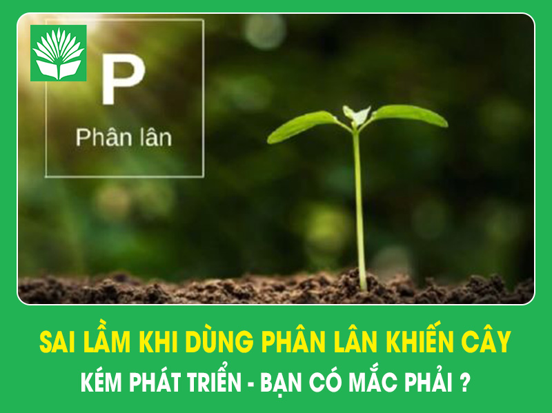 Sai lầm khi dùng phân lân khiến cây kém phát triển – Bạn có mắc phải