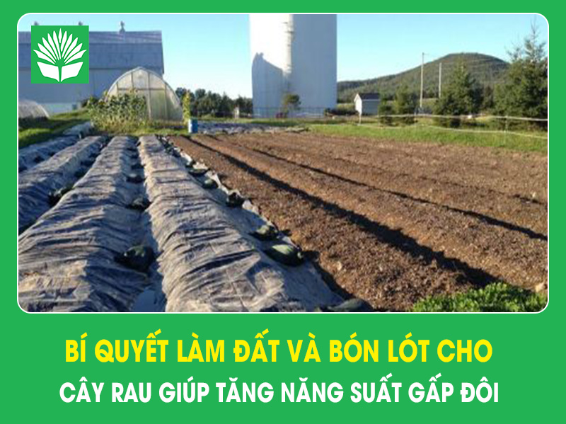 Bí quyết làm đất và bón lót rau màu giúp tăng năng suất gấp đôi