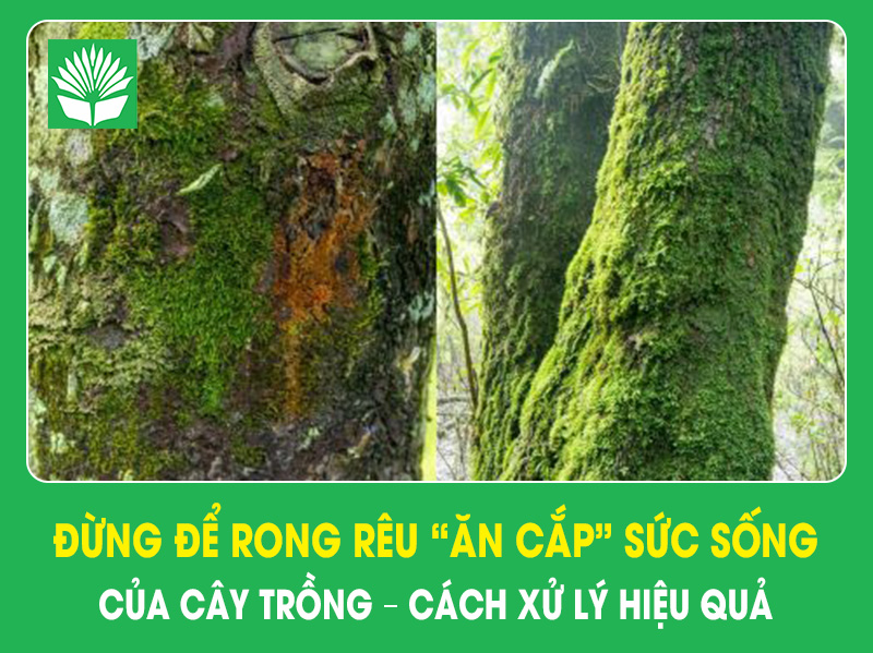Đừng để rong rêu “ăn cắp” sức sống của cây trồng – Cách xử lý hiệu quả