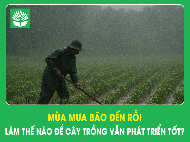 Mùa mưa bão đến rồi – Làm thế nào để cây trồng vẫn phát triển tốt