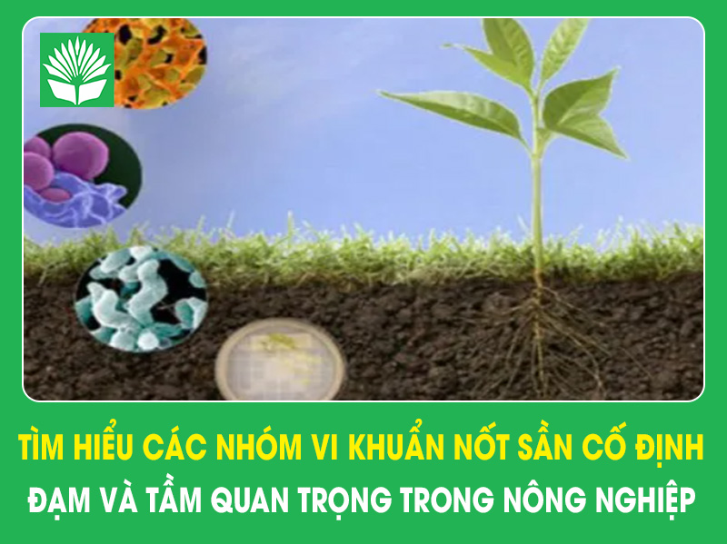 Tìm hiểu các nhóm vi khuẩn nốt sần cố định đạm và tầm quan trọng trong nông nghiệp