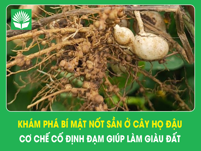 Khám Phá Bí Mật Nốt Sần Ở Cây Họ Đậu - Cơ Chế Cố Định Đạm Giúp Làm Giàu Đất