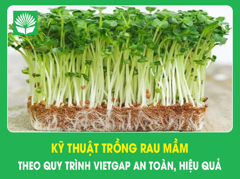 Kỹ thuật trồng rau mầm theo quy trình VietGAP an toàn, hiệu quả