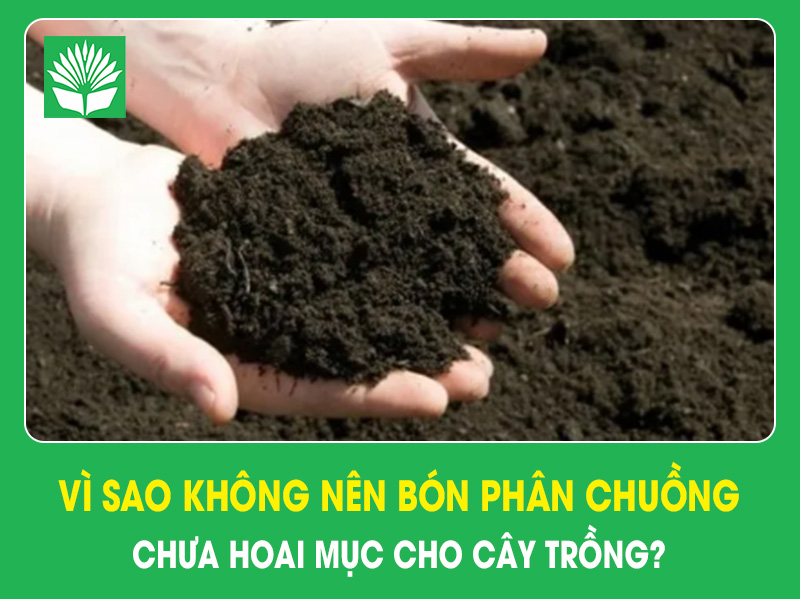 Vì sao không nên bón phân chuồng chưa hoai mục cho cây trồng?
