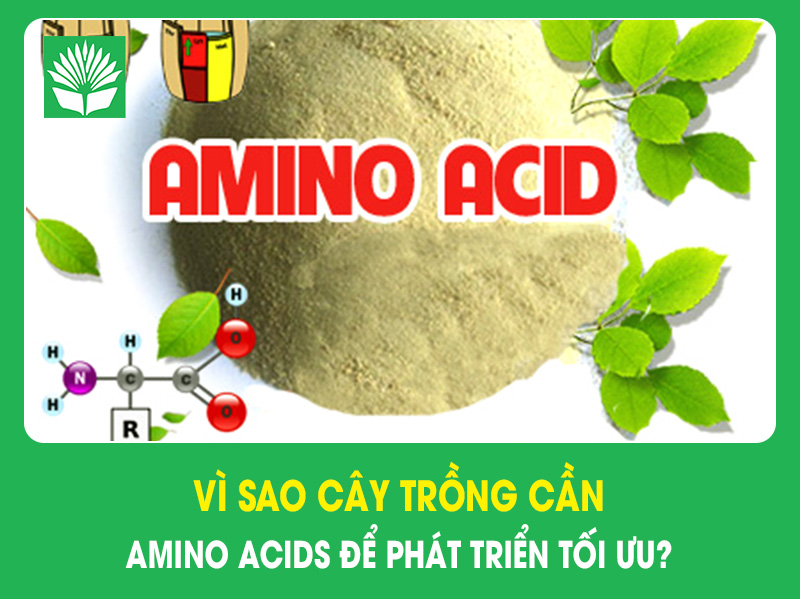 Vì sao cây trồng cần Amino Acids để phát triển tối ưu?