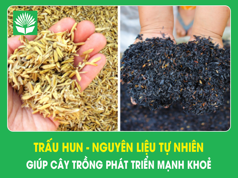 Trấu hun – Nguyên liệu tự nhiên giúp cây trồng phát triển khỏe mạnh