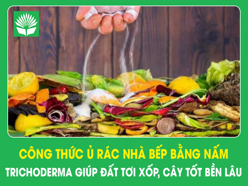 Công thức ủ rác nhà bếp bằng nấm Trichoderma giúp đất tơi xốp, cây tốt bền lâu