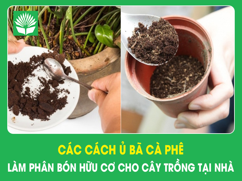 Các cách ủ bã cà phê làm phân bón hữu cơ cho cây trồng tại nhà