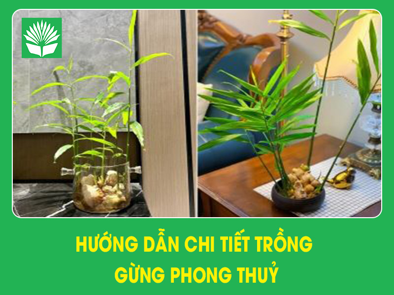 Hướng dẫn chi tiết trồng gừng phong thuỷ