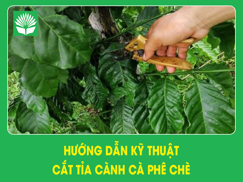 Hướng dẫn kỹ thuật cắt tỉa cành cà phê chè