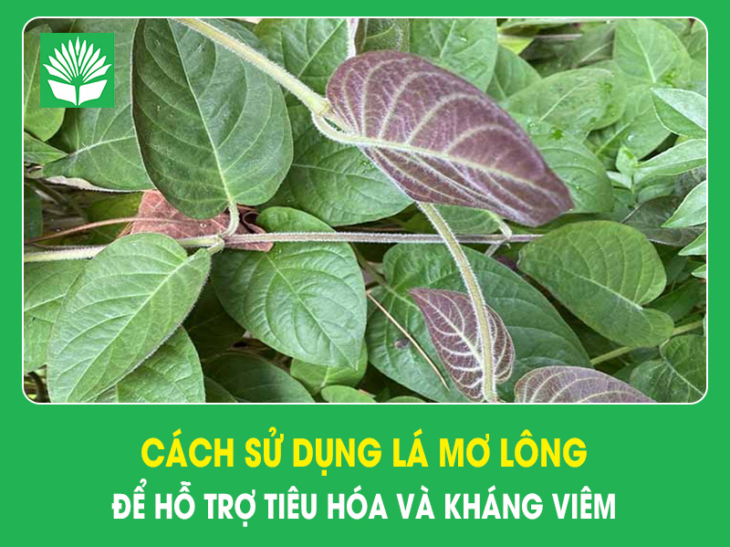 Cách sử dụng lá mơ lông để hỗ trợ tiêu hóa và kháng viêm