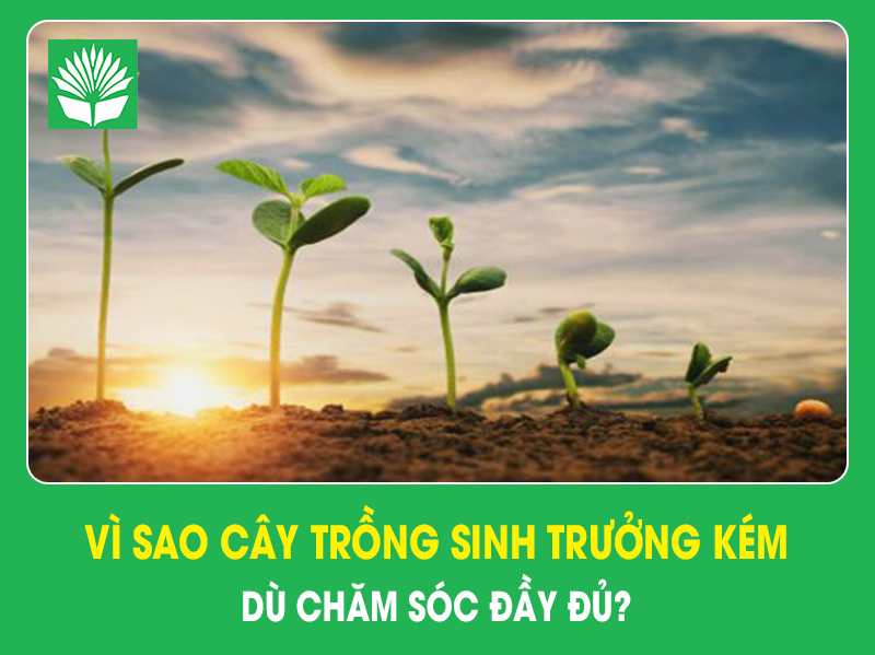 Vì sao cây trồng sinh trưởng kém dù chăm sóc đầy đủ?