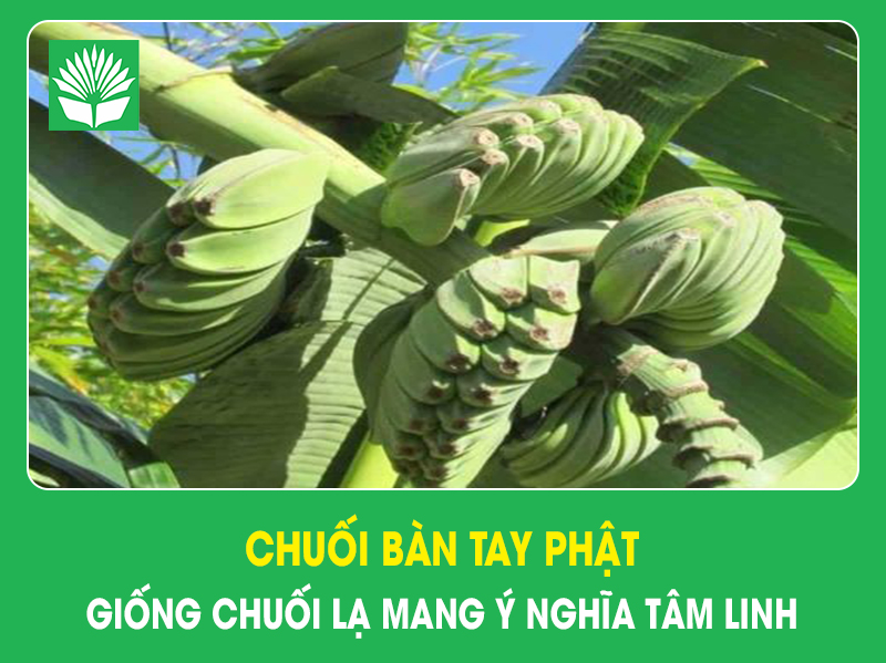 Chuối Bàn Tay Phật – giống chuối lạ mang ý nghĩa tâm linh