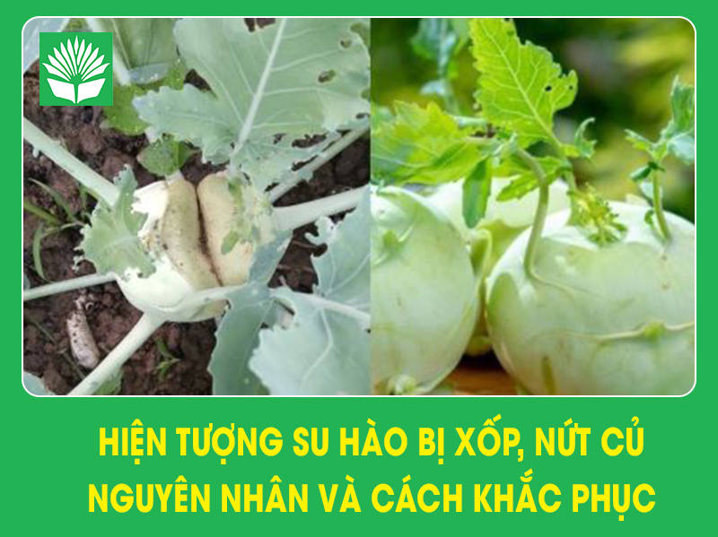 Hiện tượng su hào bị xốp, nứt củ – nguyên nhân và cách khắc phục