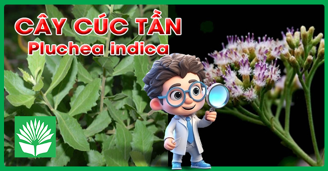 Cây cúc tần
