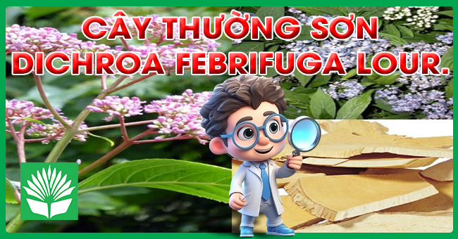Cây thường sơn