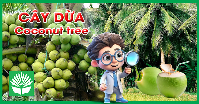 Cây dừa