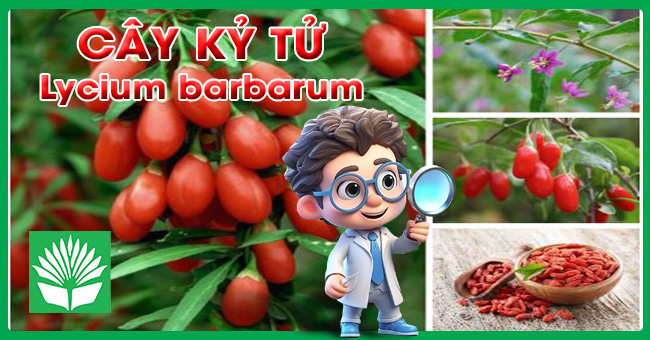 Cây kỷ tử