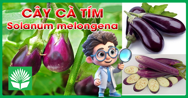 Cây cà tím