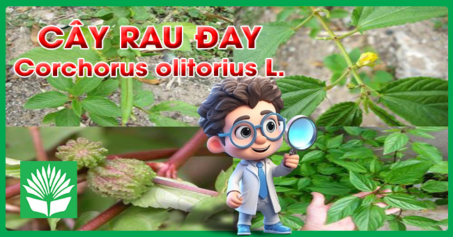 Cây rau