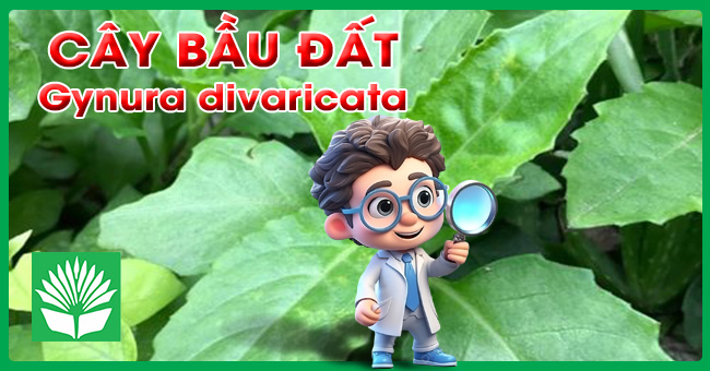 Cây bầu đất