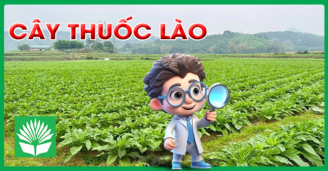 Cây thuốc lào