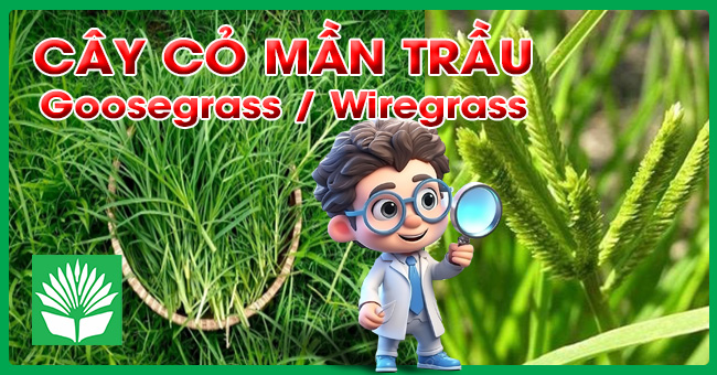 Cây cỏ mần trầu
