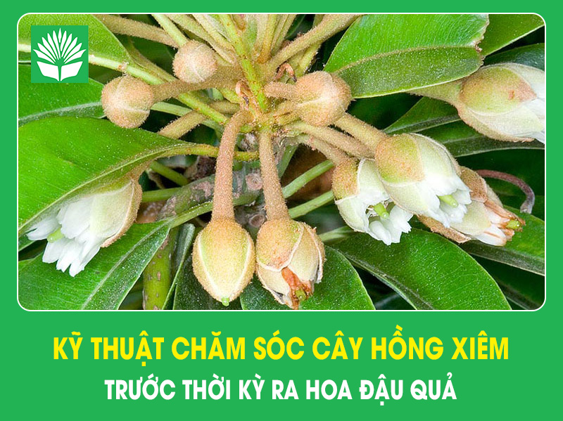 Kỹ thuật chăm sóc cây hồng xiêm trước thời kỳ ra hoa đậu quả