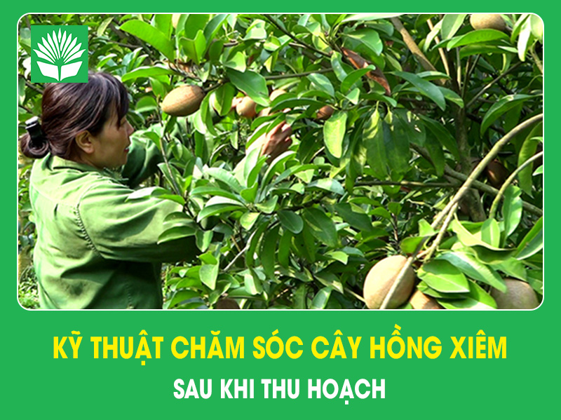 Kỹ thuật chăm sóc cây hồng xiêm sau khi thu hoạch