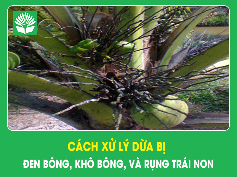 Cách xử lý dừa bị đen bông, khô bông, và rụng trái non