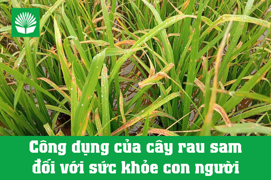 3 thời điểm sử dụng nấm Trichoderma trên cây lúa