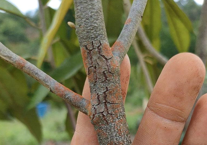 Bệnh nấm hồng trên cây hồng xiêm