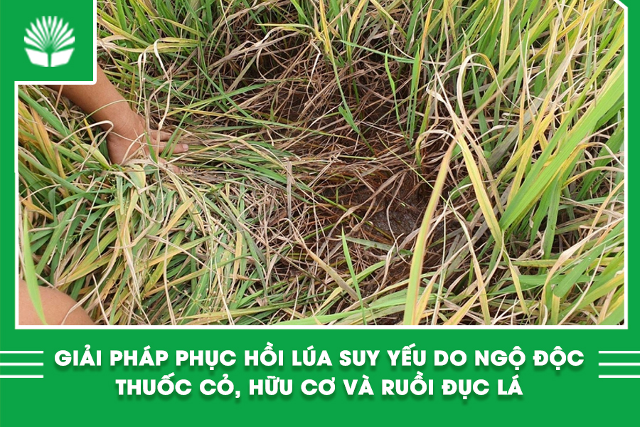 Giải pháp phục hồi lúa suy yếu do ngộ độc thuốc cỏ, hữu cơ và ruồi đục lá