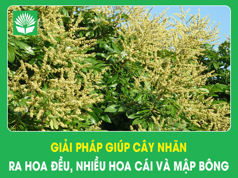 Giải pháp giúp cây nhãn ra hoa đều, nhiều hoa cái và mập bông