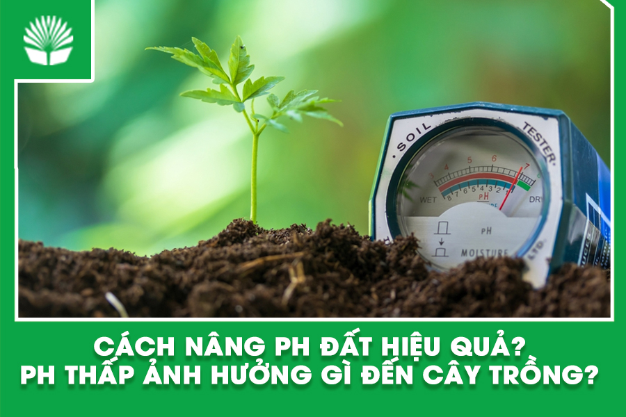 Cách nâng pH đất hiệu quả? pH thấp ảnh hưởng gì đến cây trồng?