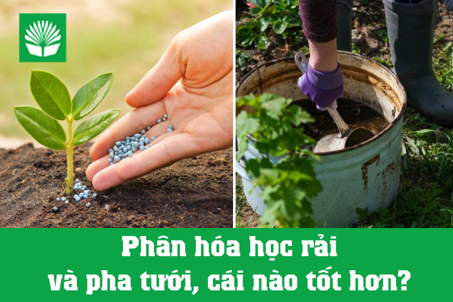 Phân hóa học rải và pha tưới, cái nào tốt hơn?