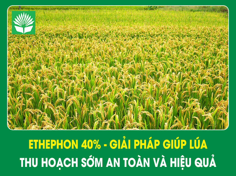 Ethephon 40% – Giải pháp giúp lúa thu hoạch sớm an toàn và hiệu quả