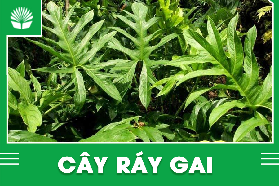 Cây ráy gai